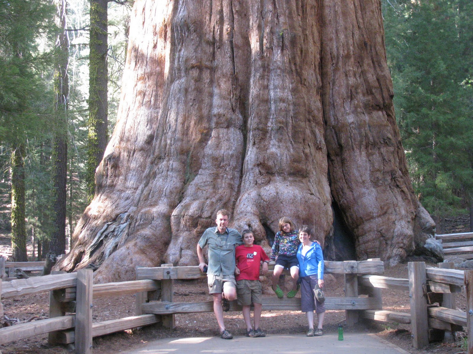 Seniausias medis pasaulyje