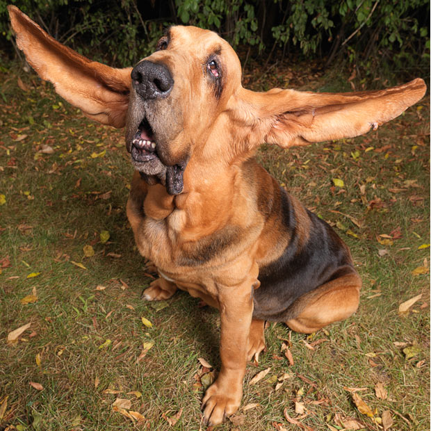 Ilgiausios suns ausys