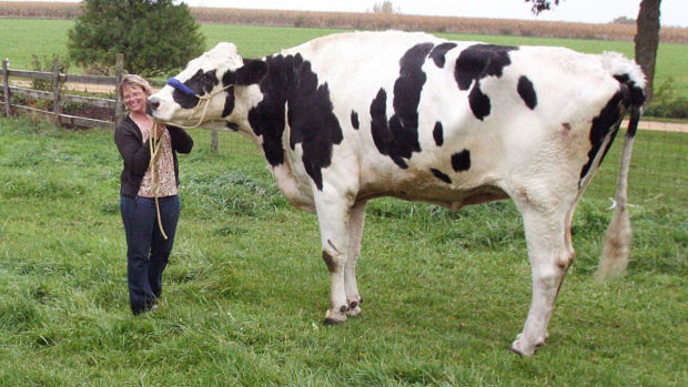 Blosom didžiausia karvė pasaulyje