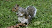 Negaluojantis voverės jauniklis pats atbėgo pas veterinarus į kliniką Sipo mieste, praneša Suomijos interneto portalas „Yle“. Kai žvėrelis užsiropštė ant […]
