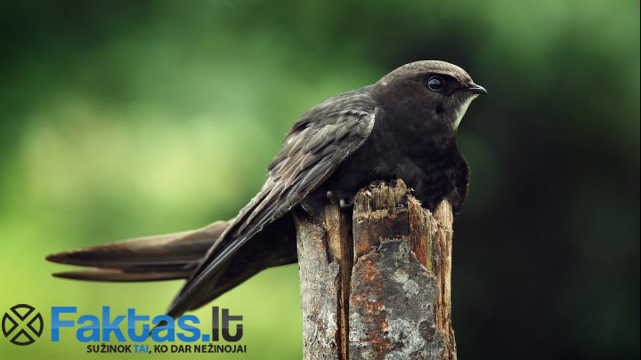 Juodasis čiurlys - Lietuviškas paukštis