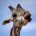 Žirafos rijimui koordinuoti naudoja 61 procentą smegenų veiklos.