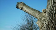   1. Seniausias medis. Prometėjas. Amžius - 4862-5000 metų (augti galėjo nuo 3000 metų prieš Kristų!). Medį 1950 metais nukirto universiteto studentas, kuriam […]