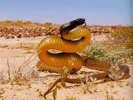 zemyninis taipanas
