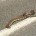 6. Tigrinė gyvatė Rastas Australijoje, šis roplys turi itin nervus veikiančius nuodus. Mirtis nuo įkandimo gali ištikti per 30 minučių, […]