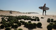 Ką pagalvotumėte, jei vieną rytą nuėję, kad ir Baltijos jūros paplūdimį, ten išvistumėte tūkstančius paplūdimio smėlyje besivoliojančių  žalių, minkštų, idealios […]