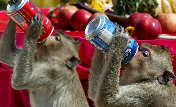 Pasaulyje rengiami įvairiausi festivaliai – didingi, linksmi, iškilmingi. Vienas iš keistesnių festivalių – Tailande, Lopburio mieste kasmet vykstanti Beždžionių puota. […]