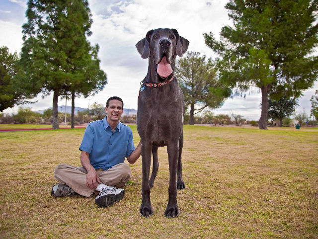 George Darius Blosom didžiausia šuo pasaulyje