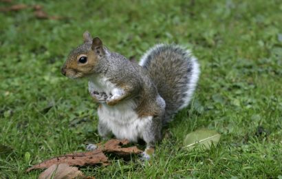 Būna ir taip: sergantis voveriukas pats atbėgo pas veterinarus Būna ir taip: sergantis voveriukas pats atbėgo pas veterinarus