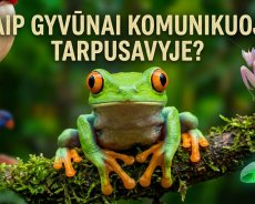 Kaip gyvūnai komunikuoja tarpusavyje? Kaip gyvūnai komunikuoja tarpusavyje?